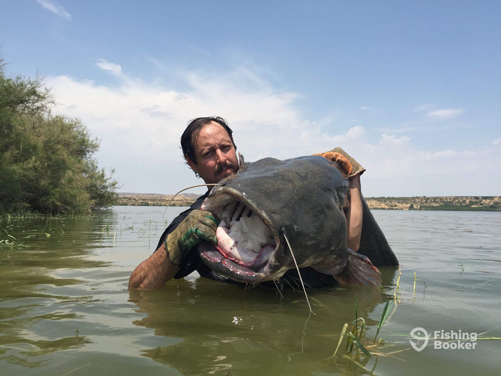 A man stands waist deep in a calm river holding a huge Catfish on his shoulder while wearing noodling gloves on a clear day