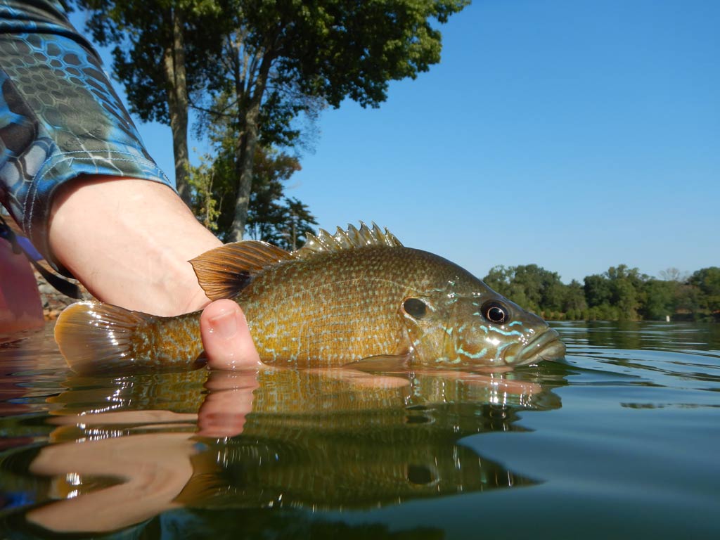 A closeup of a Bluegill half way out of the water