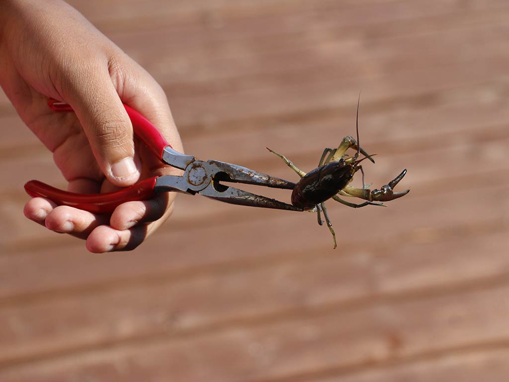 A closeup of a crawyfish being held by pliers against a background of a wooden dock, ready to be used as bait