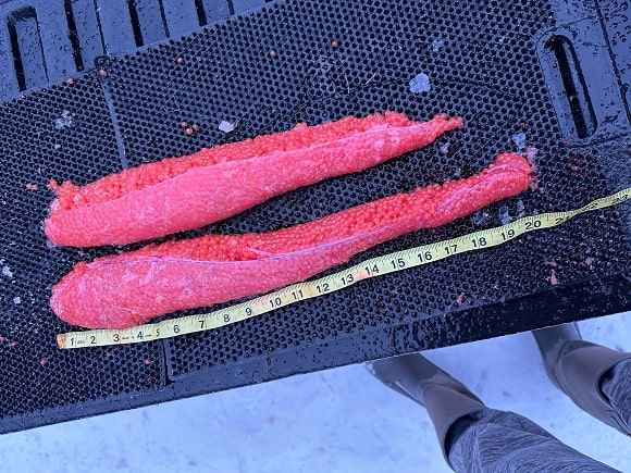 Angler Experiences Most Epic Fight of His Life with Giant PNW Winter Steelhead