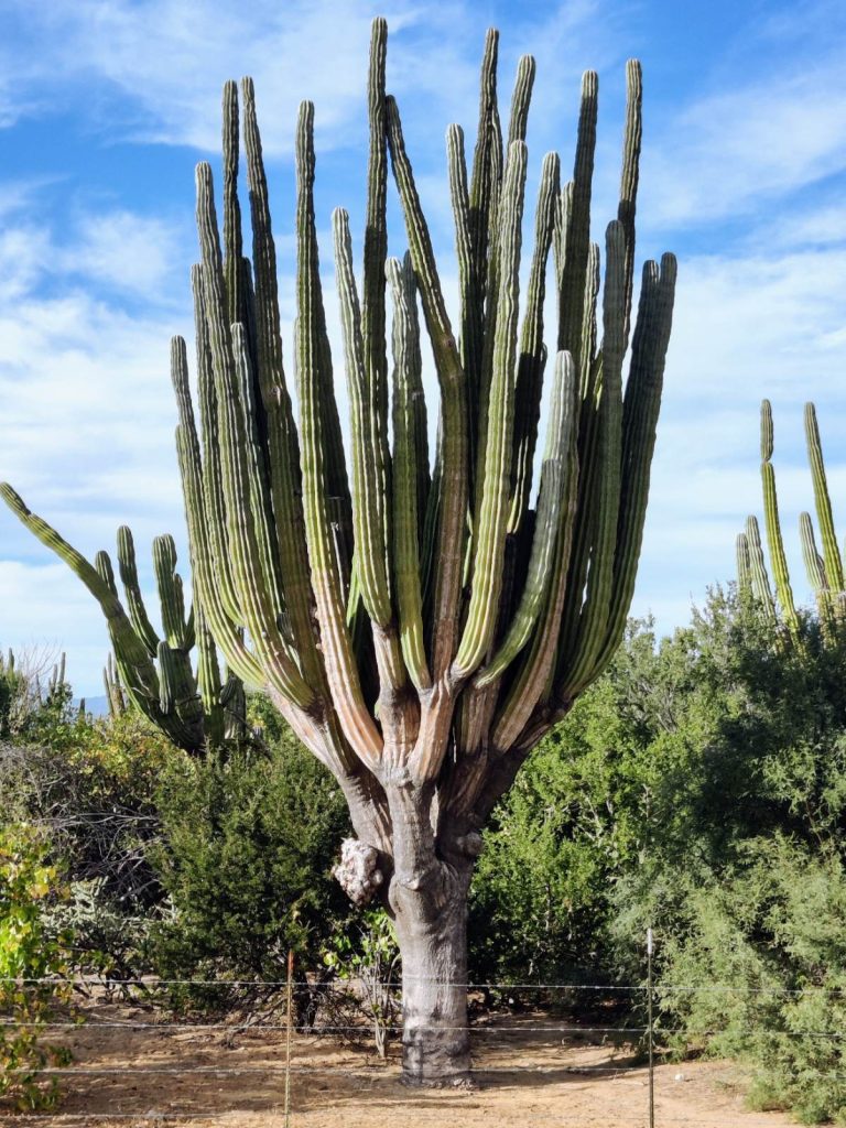 Baja’s Cape Loop: Desert Bikepacking Meets Mid-Winter Beach Vacation