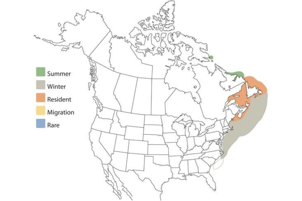 razorbills map