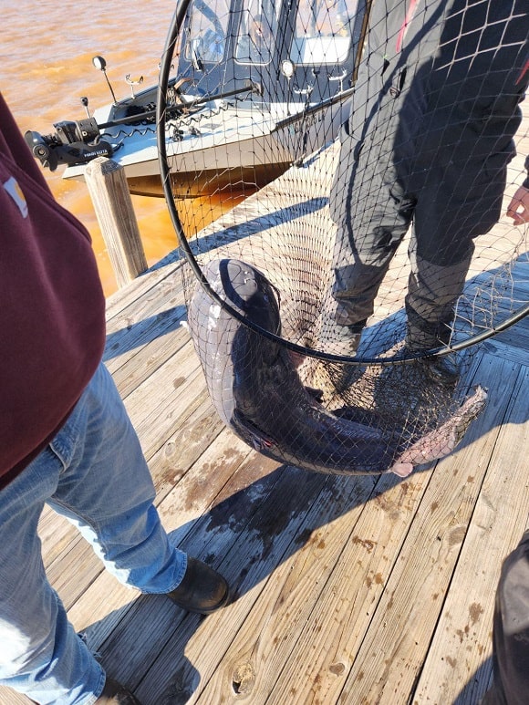 Georgia Angler Almost Breaks Lake Sinclair Blue Catfish Record