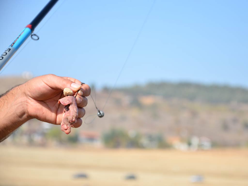 A closeup of a hand holding a fishing hook with a chicken liver attached to it ready for fishing, with land visible but blurred in the distance on a sunny day