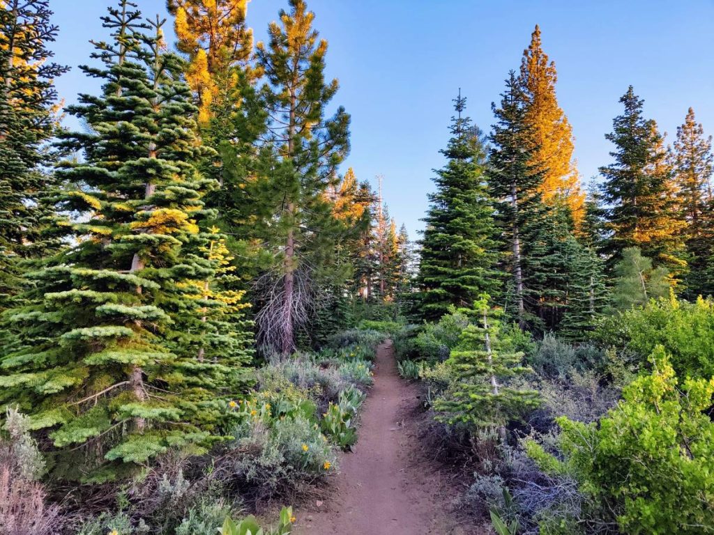 6 Reasons to Backpack the Tahoe Rim Trail (and 4 Drawbacks to Be Aware Of)