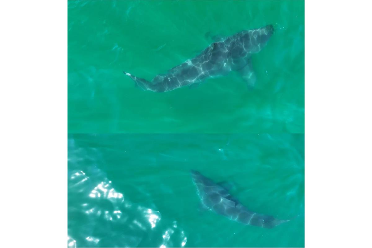 baby shark video