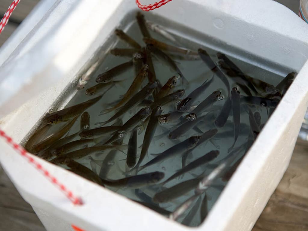 A closeup of a number of minnows swimming around in a box full of water, ready to be used as bait