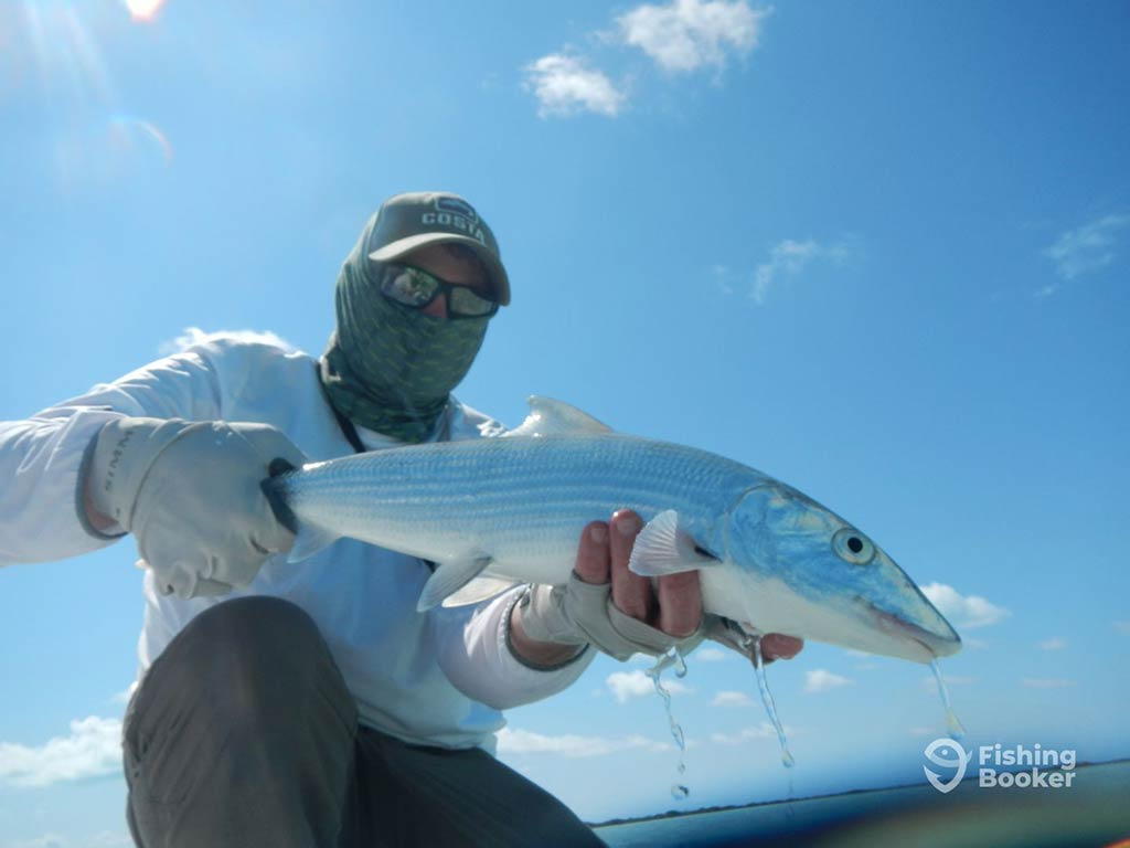 A closeup of a Bonefish being held by a fish, as he crouches down near the flats on a clear day