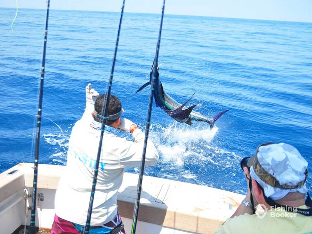 A view from behind of an angler struggling with his hands to reel in a Billfish leaping out of the water on a clear day