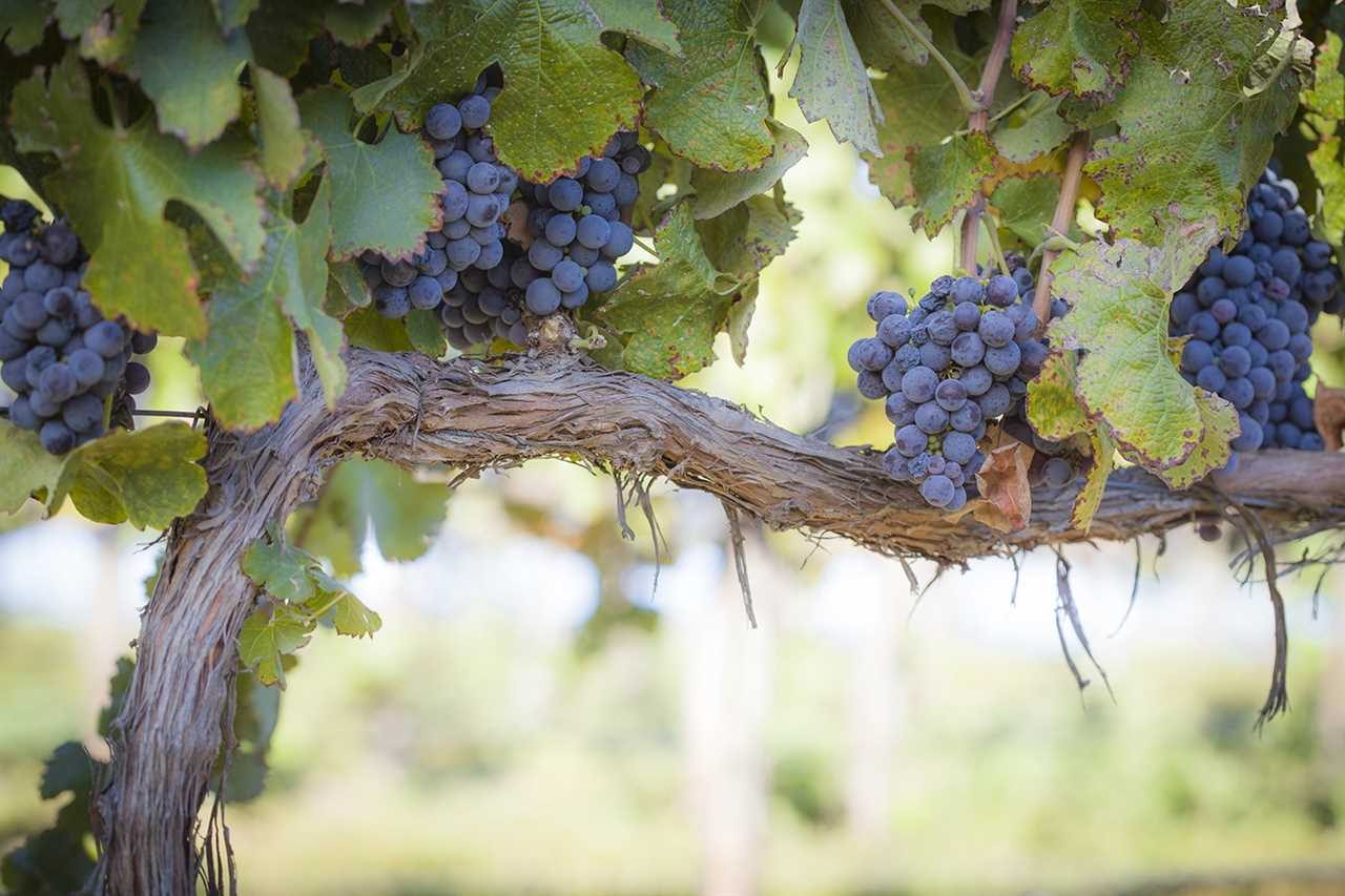 Vineyard with Lush, Ripe Wine Grapes on the Vine Ready for Harvest.