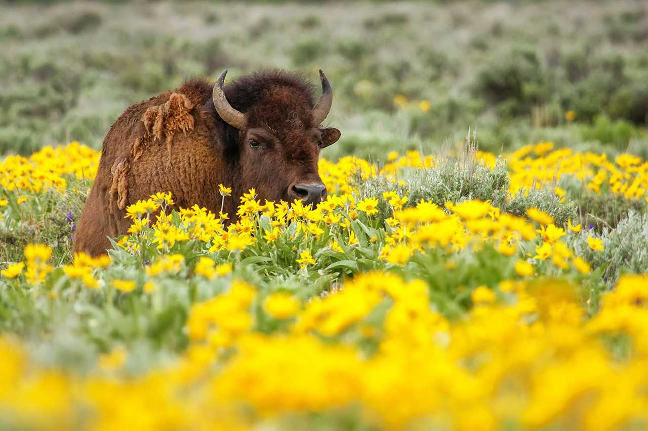 Buffalo in a field of flowers