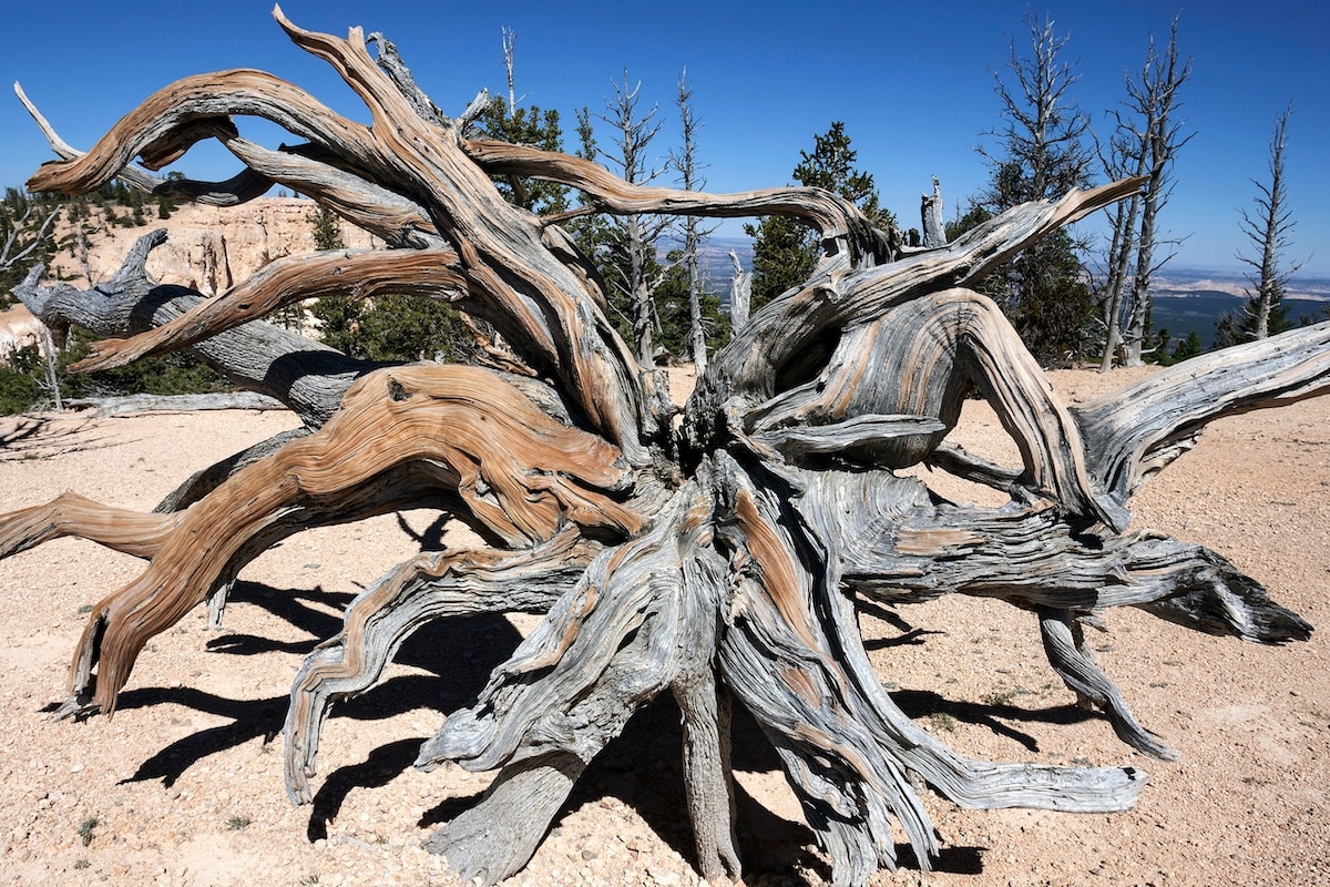 A bristlecone pine tree on the Bristlecone Pine Loop Trail in Bryce Canyon National Park