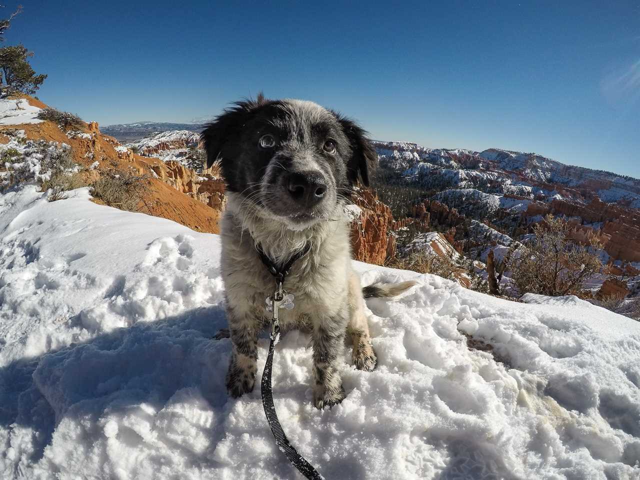 Border Collie puppy on the Rim Trail in Bryce Canyon National Park with snow