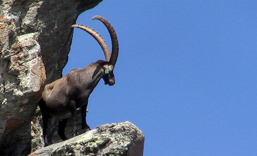 Ibex-horns