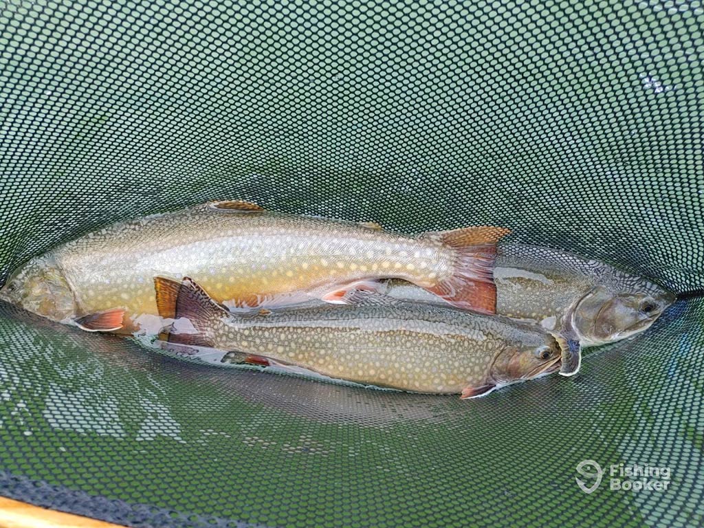 A closeup of three Brown Trout in a net and partially submerged in the water having been caught in Ontario