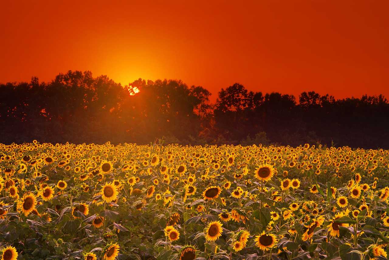 Black Oil Sunflower field food plot at sunset planted for dove hunting.