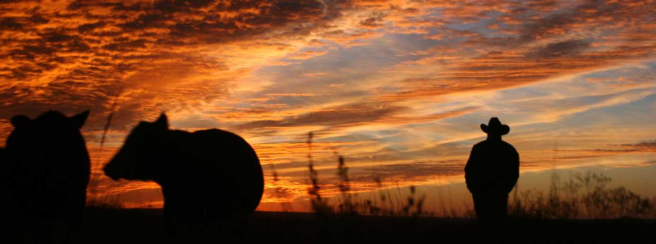 Man in a cowboy hat and cattle against an amazing sunset.