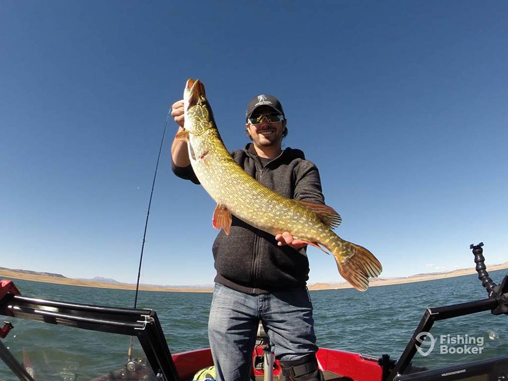 A man standing on a fishing charter on a Eleven Mile Reservoir in Colorado Springs on a bright day and holding a Large Pike, with blue skies visible behind him