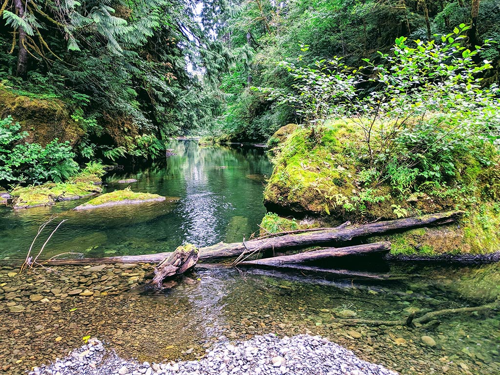 A view of a fallen tree on the Lower Satsop River with calm waters visible among green trees