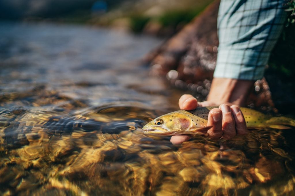 Indifly Rallies Supporters to Join The Indifly Corps