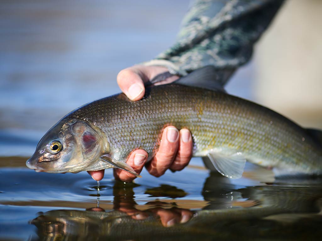 A closeup of a hand holding a Mountain Whitefish just above the waters of a river