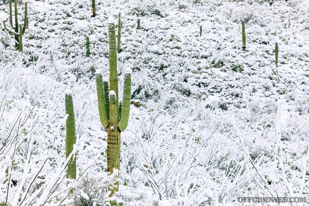Winter desert landscape with Saguaro Cactus and snow at Saguaro National Park in Tucson, Arizona.