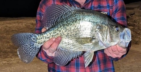 Ball Bearings Found Stuffed Inside Kansas State Record Crappie