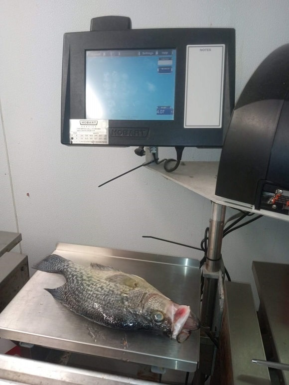 Ball Bearings Found Stuffed Inside Kansas State Record Crappie