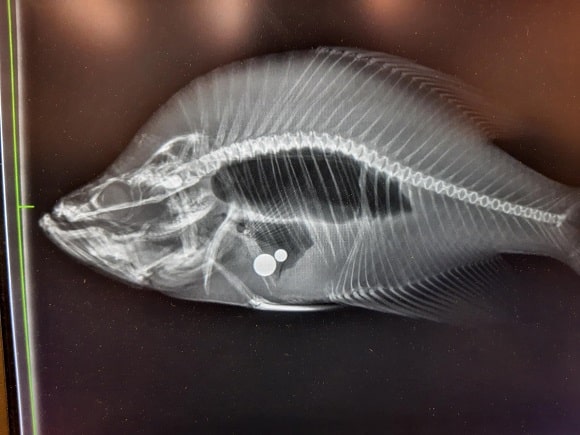 Ball Bearings Found Stuffed Inside Kansas State Record Crappie