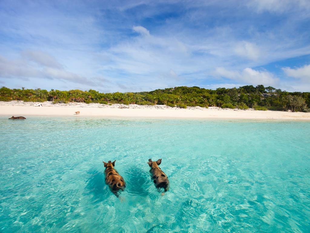 Two pigs swimming in shallow waters on a beach in the Bahamas, the waters are aqua blue and sparkling from the sunlight.