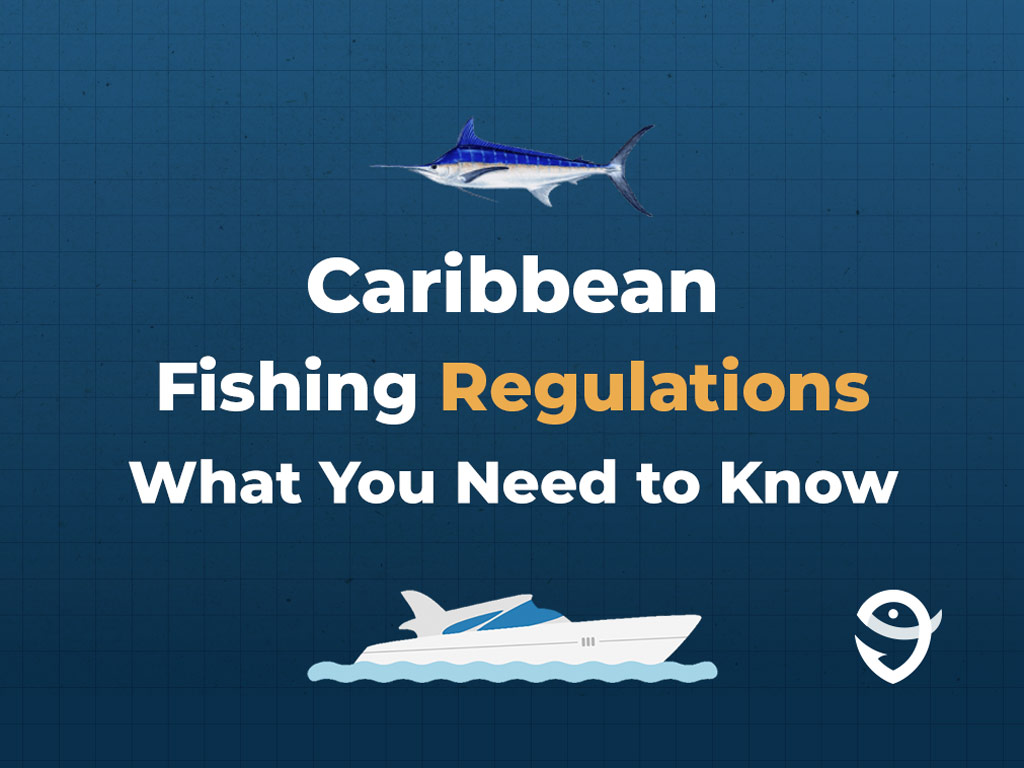 Can infographic featuring an illustration of a Blue Marlin above a text that says "Caribbean fishing regulations, what you need to know" and with an illustration of a boat underneath.