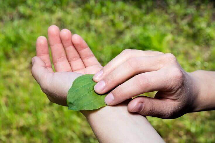 Plantain Leaf for Wound Treatment