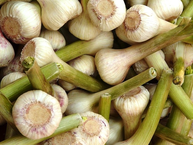 GARLIC