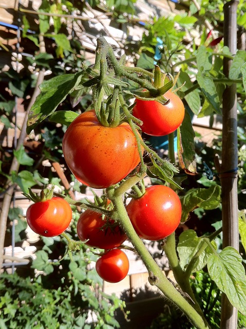 TOMATOES