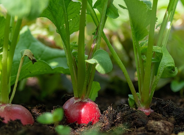 RADISH