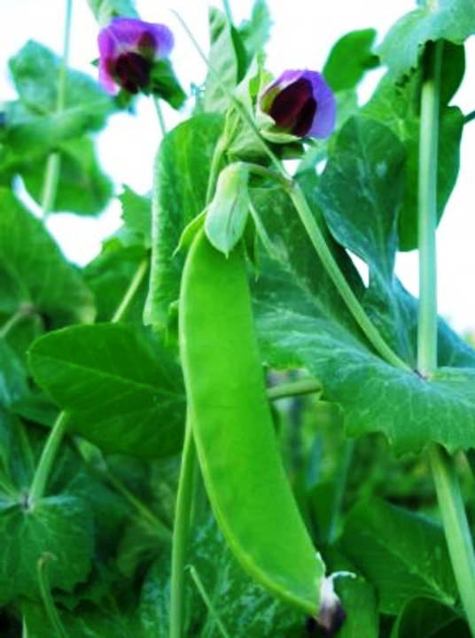 SNOW PEAS