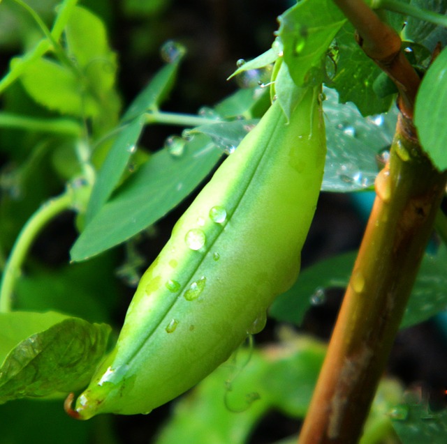 PEA SHOOTS