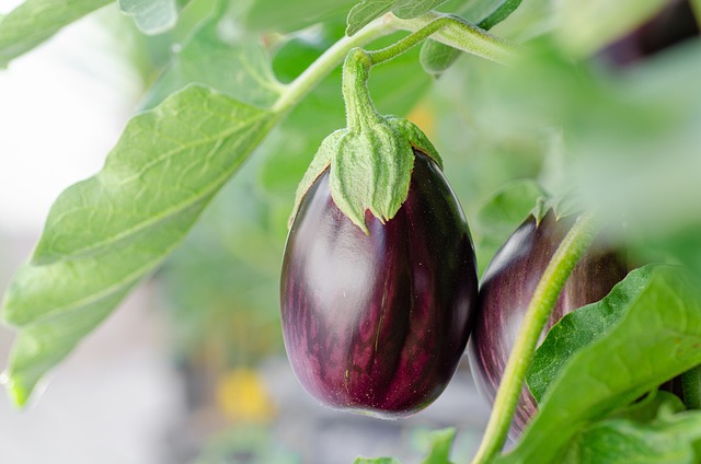 EGGPLANT