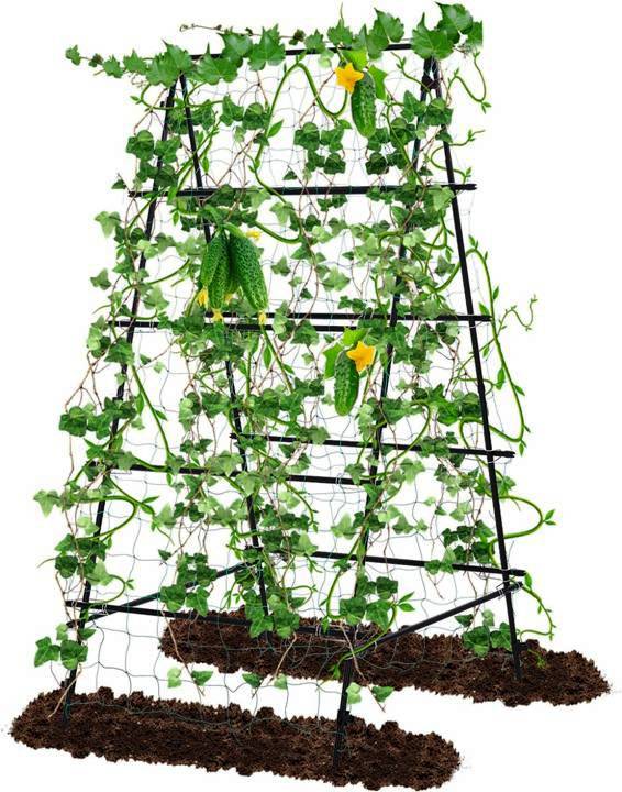 CUCUMBERS ON FRAME