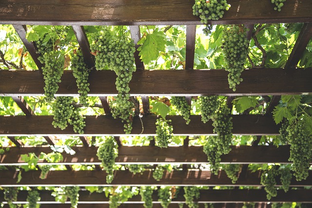 GRAPES ON PERGOLA