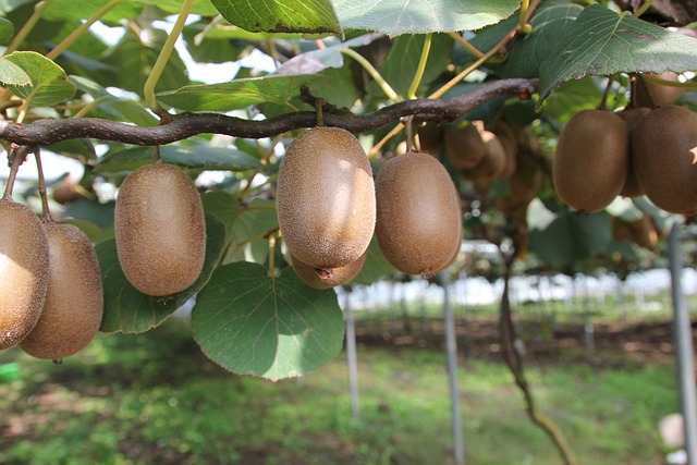 KIWI ON TREE