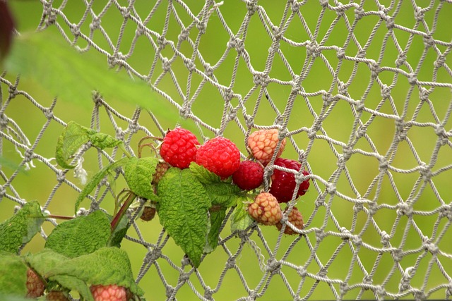 RASPBERRIES