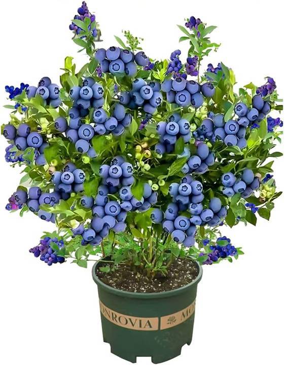 BLUEBERRY PLANTER