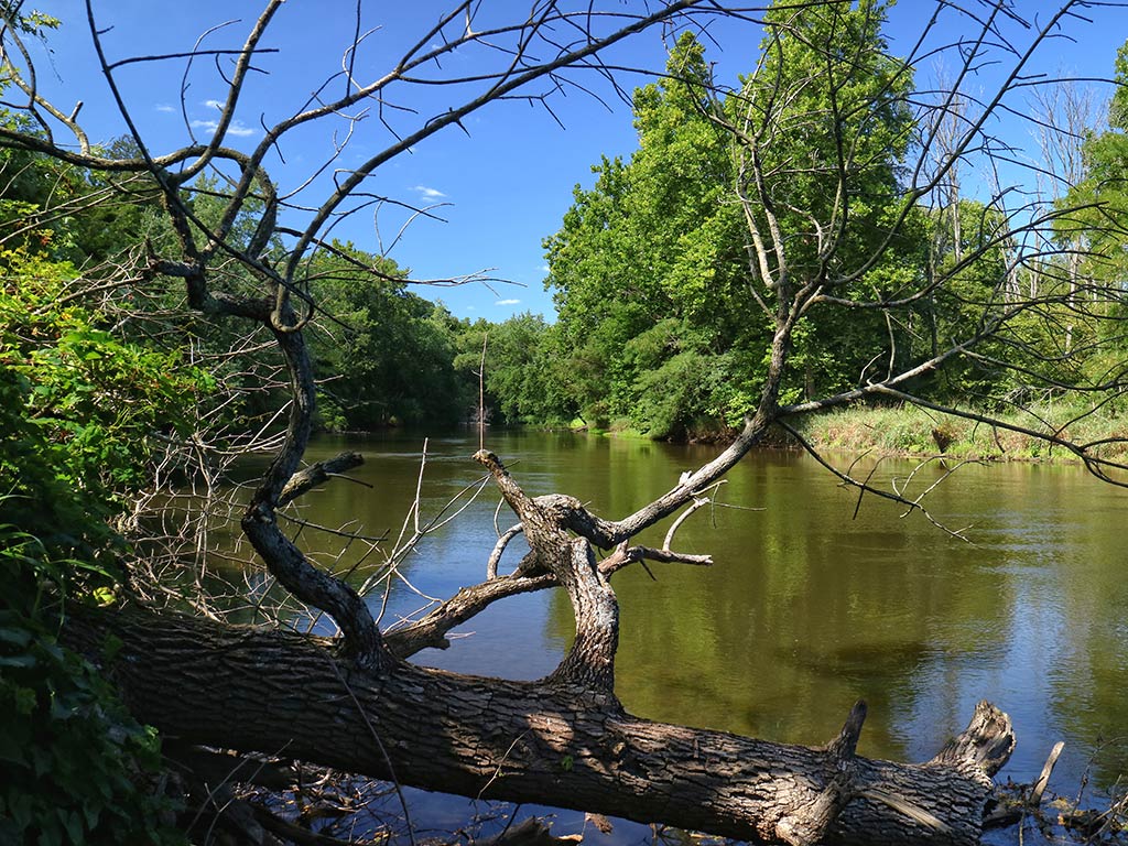 A view through the branches of a fellen log on the Tippecanoe River on a sunny summer's day, with green trees visible on the opposite shore
