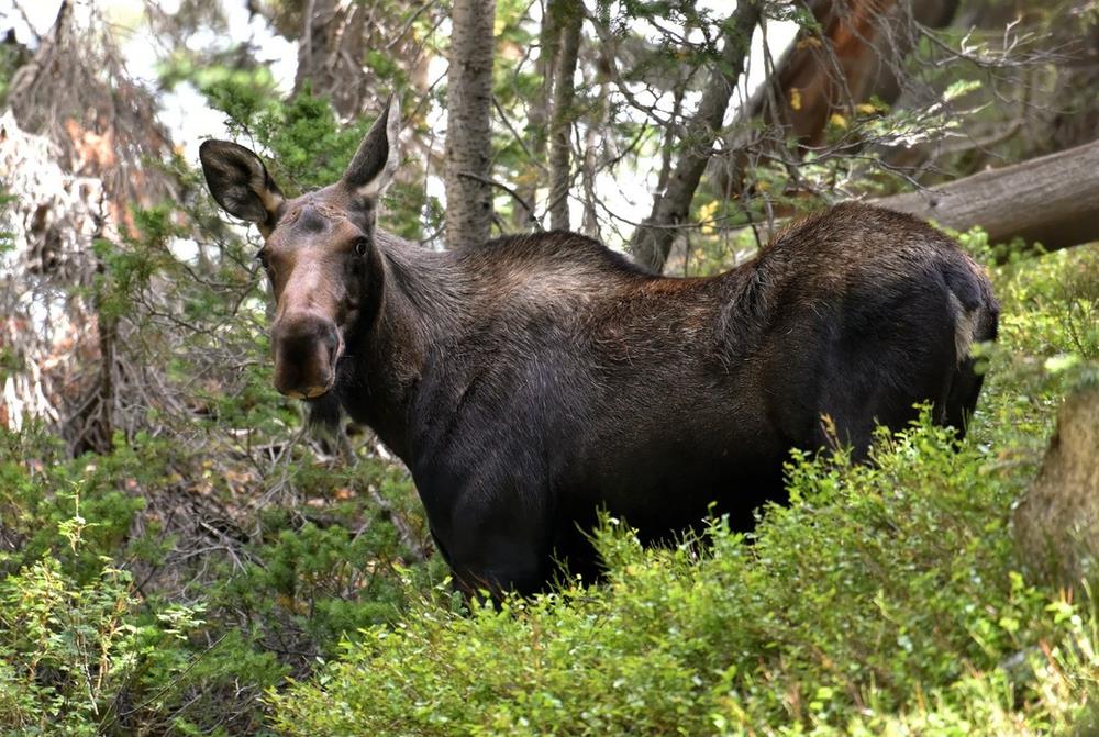 Moose