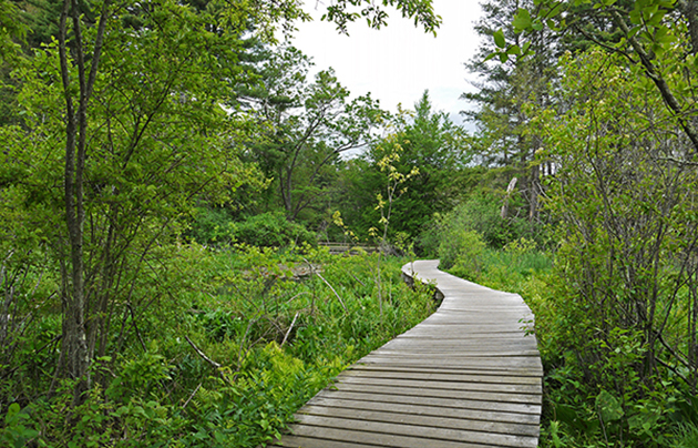 Green forest park | Amazing Hiking Trails You Have To See To Believe