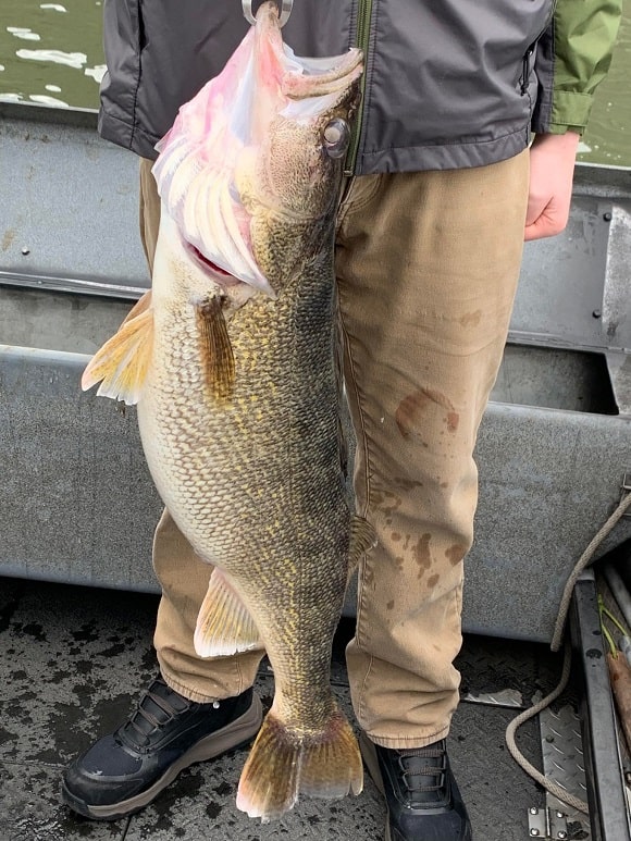 14-Year-Old Angler Catches Massive PNW Walleye