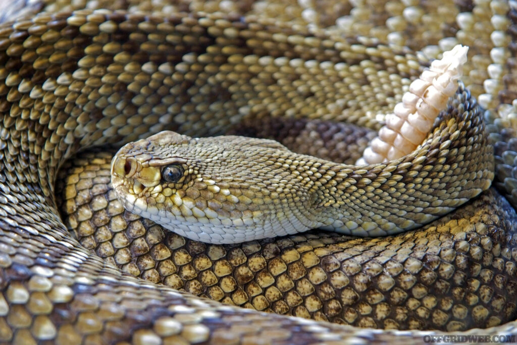 Photo of a rattlesnake coiled up.