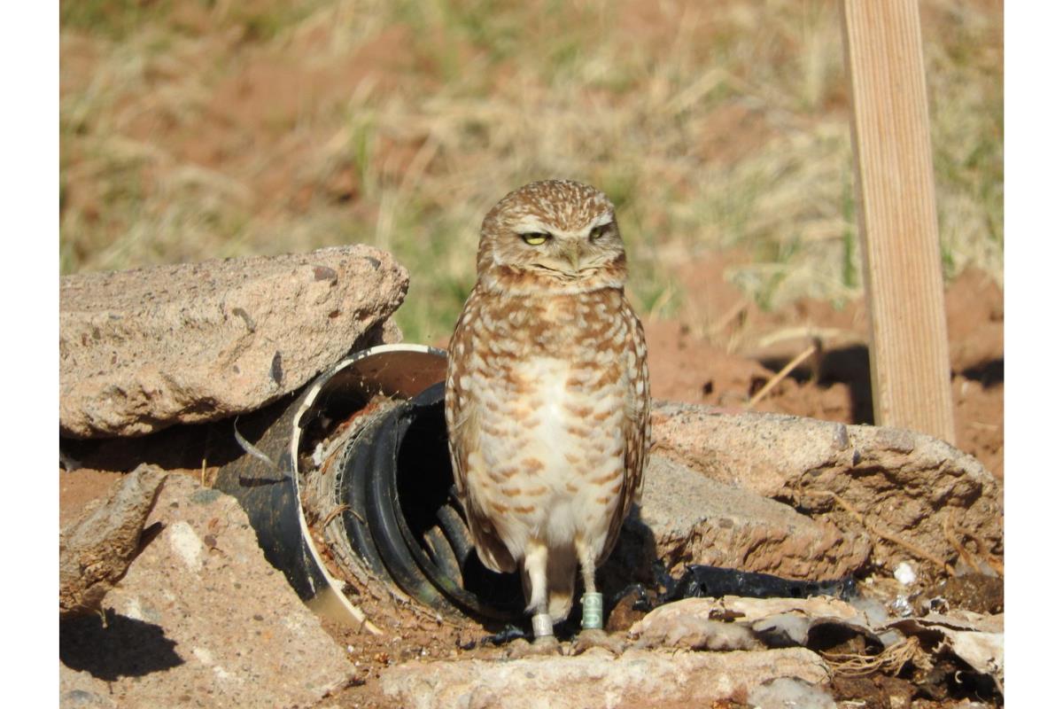 Arizona wildlife