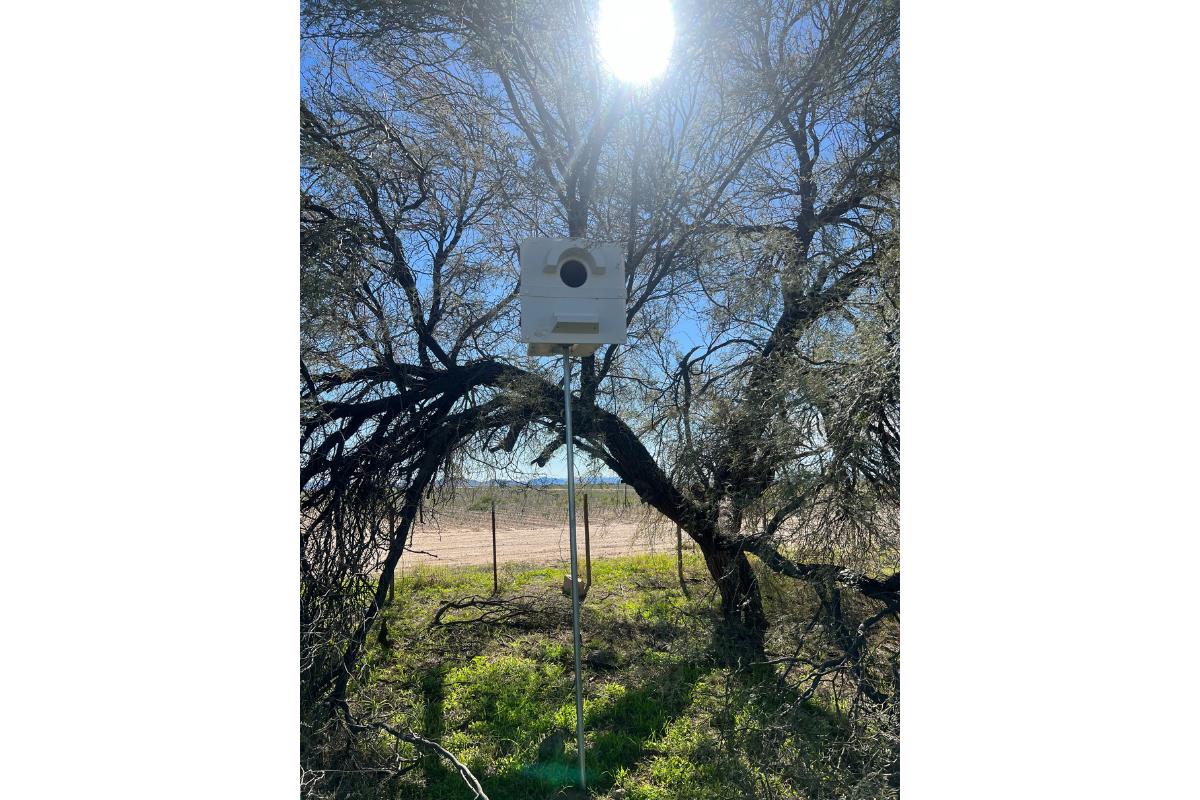 Rescuing owls with owl boxes. 